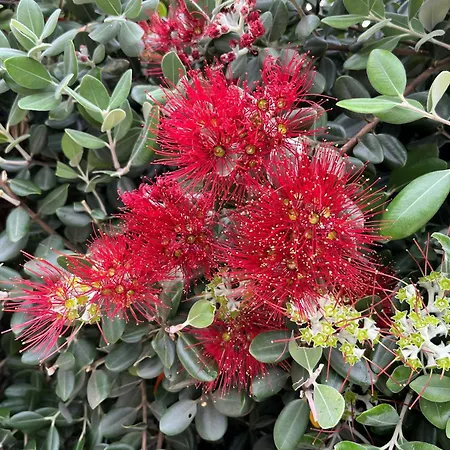 Hortas - Modern At Silvercoast - Portugal Villa *