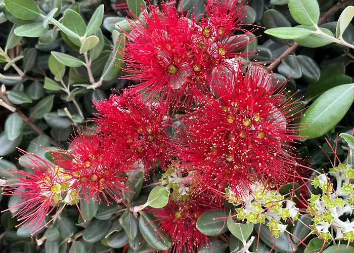 Hortas - Modern At Silvercoast - Portugal וילה *